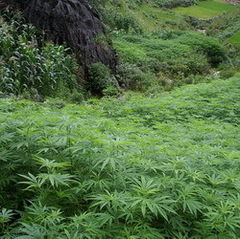 Plantatie de marijuana, gasita cu Google Earth